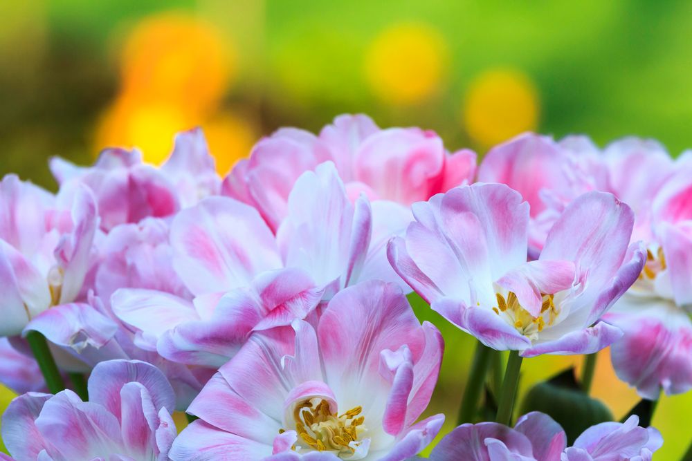 Tulpen in meinem Garten