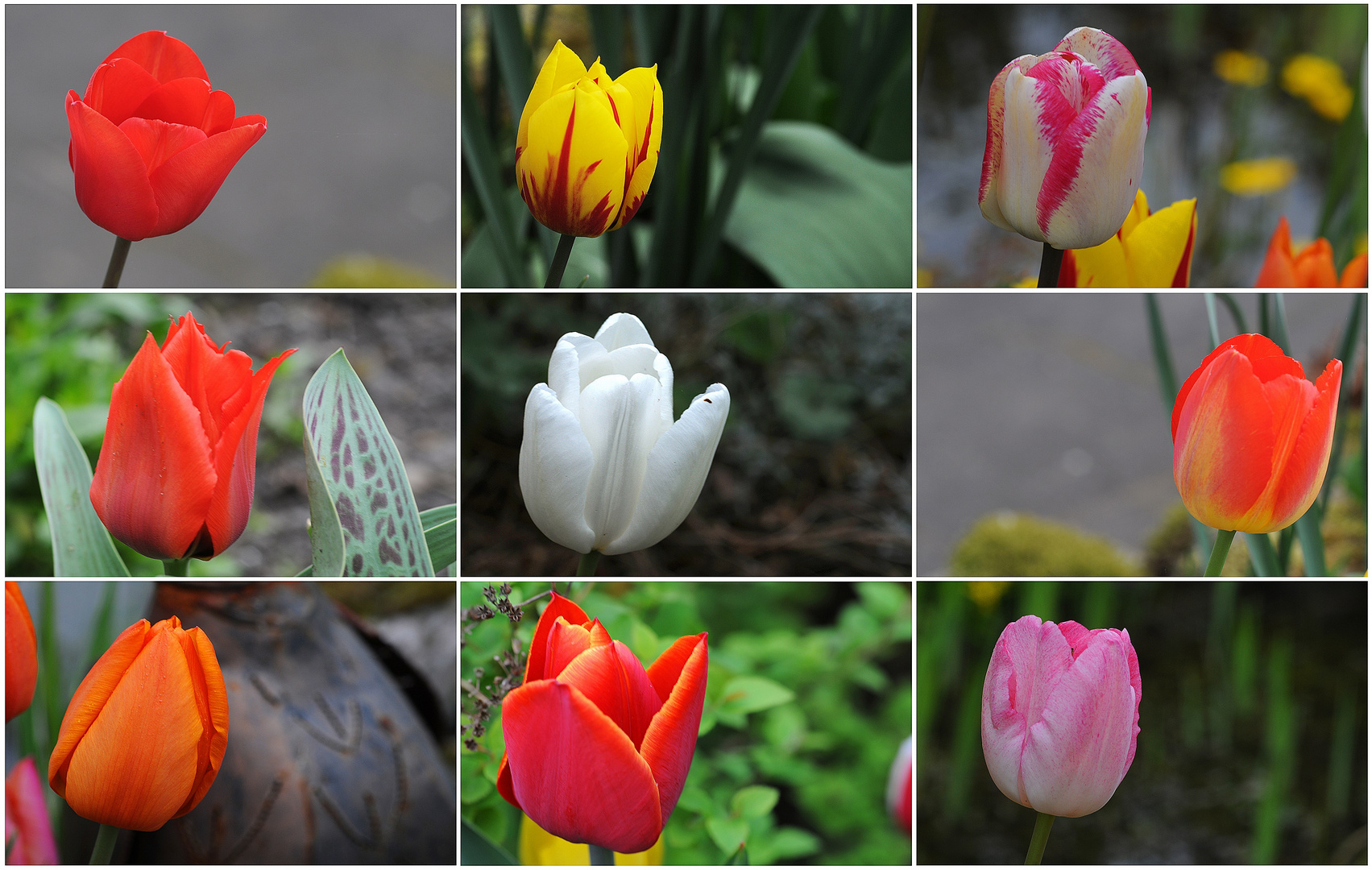 Tulpen in meinem Garten