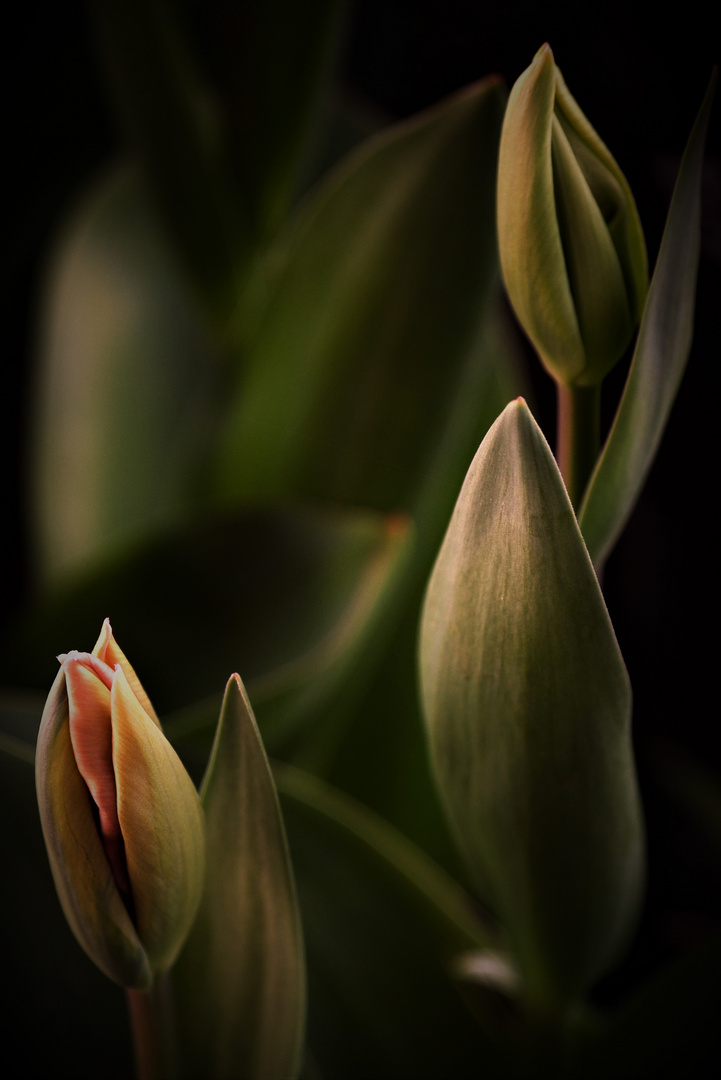 Tulpen in meinem Garten