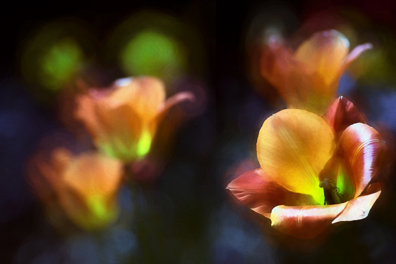 Tulpen in meinem Garten