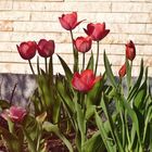 Tulpen in meinem Garten        