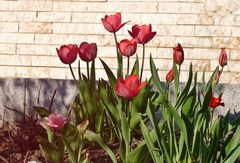 Tulpen in meinem Garten        