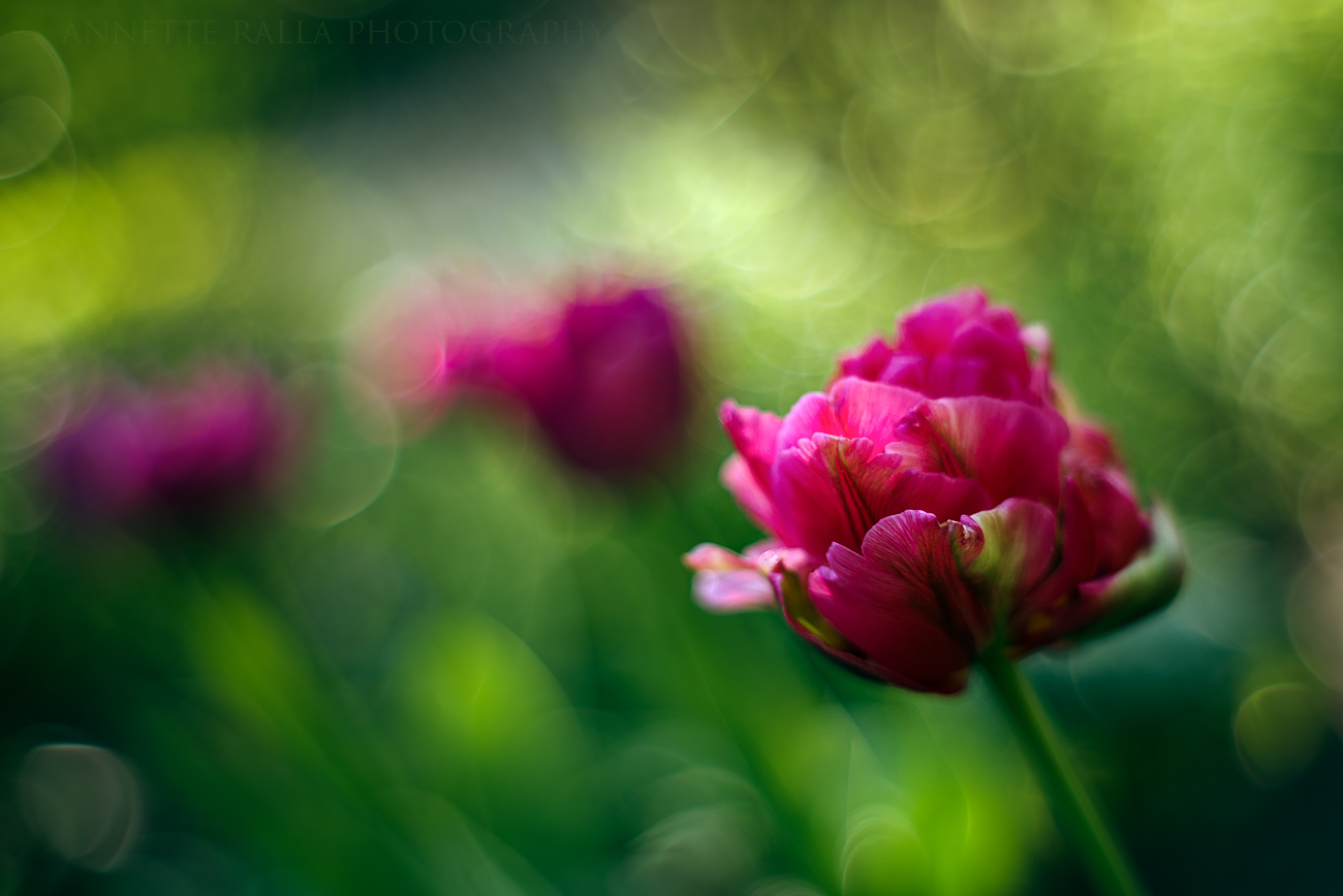 Tulpen in meinem Garten