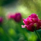 Tulpen in meinem Garten