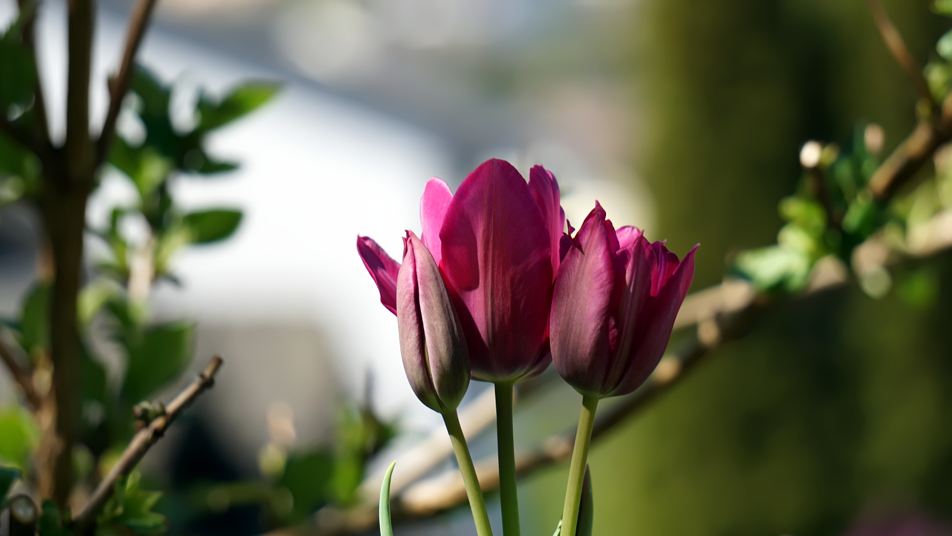 Tulpen in meinem Garten