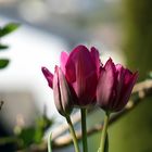 Tulpen in meinem Garten