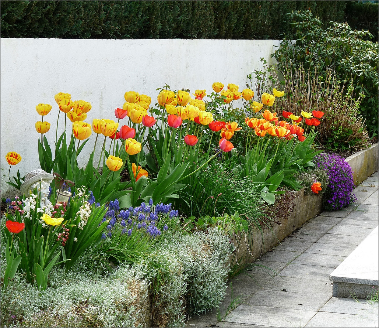 Tulpen in meinen Garten