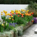 Tulpen in meinen Garten