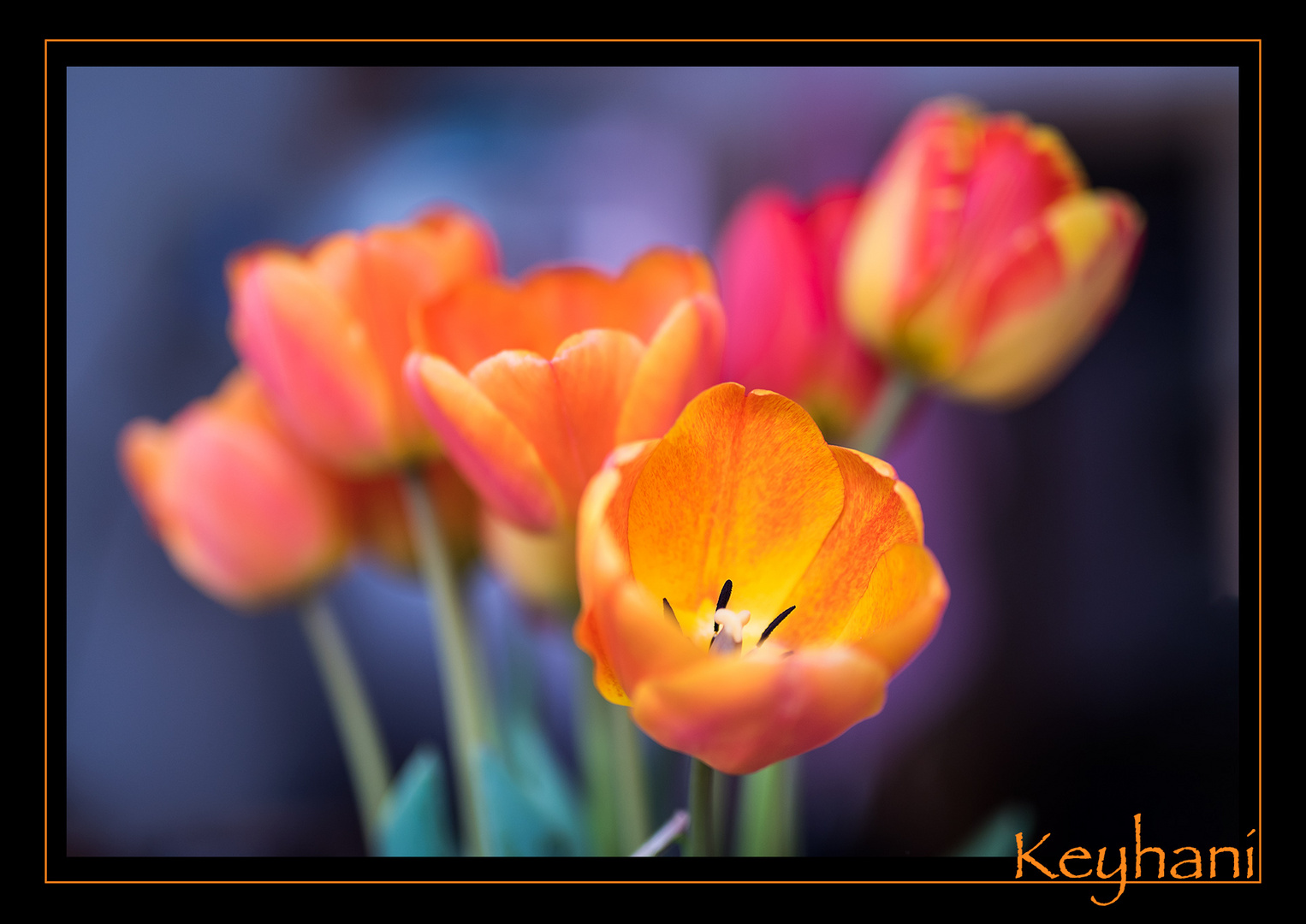 Tulpen-in-meiner-Ku?che