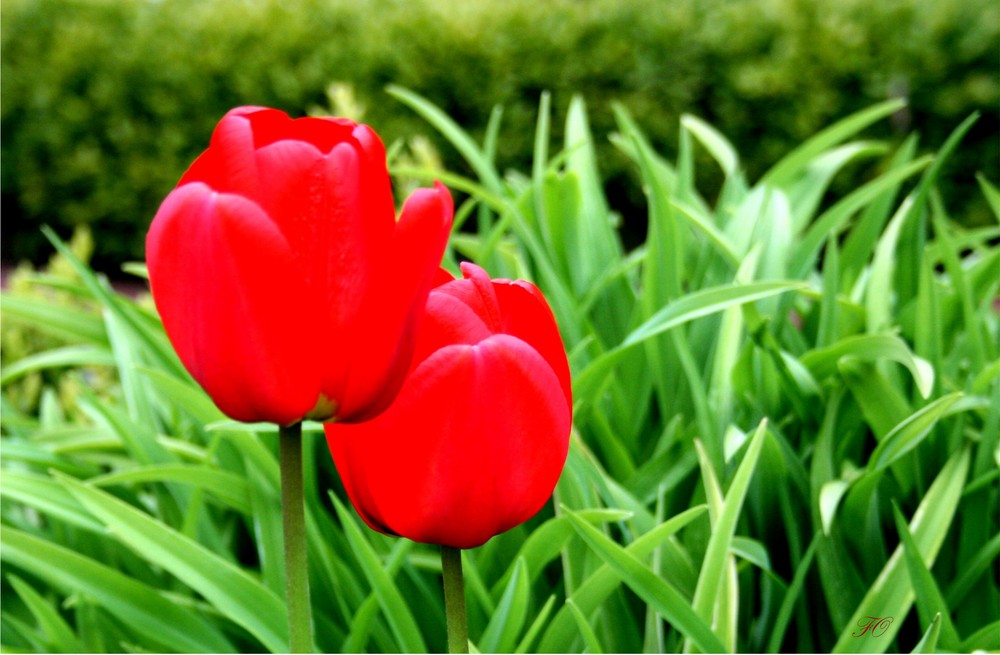 Tulpen in Nachbars Garten