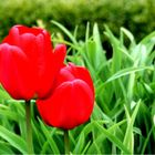 Tulpen in Nachbars Garten