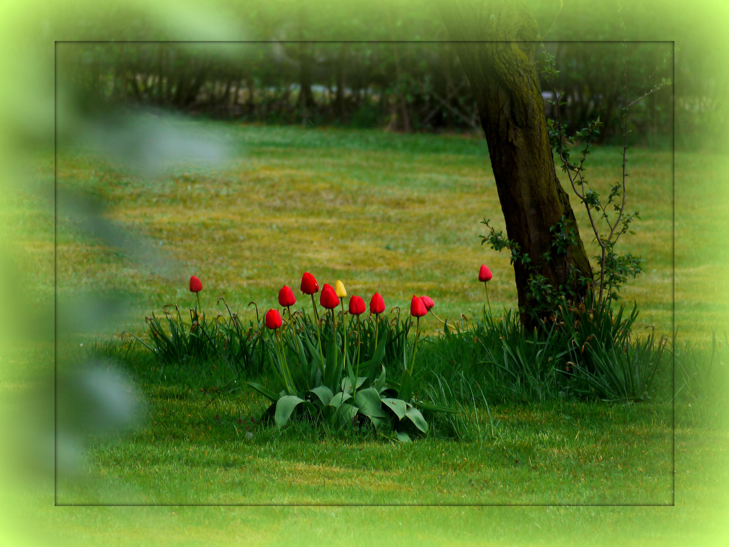 Tulpen in Nachbars Garten