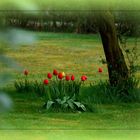 Tulpen in Nachbars Garten