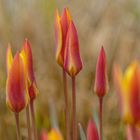 Tulpen in Nachbars Garten 