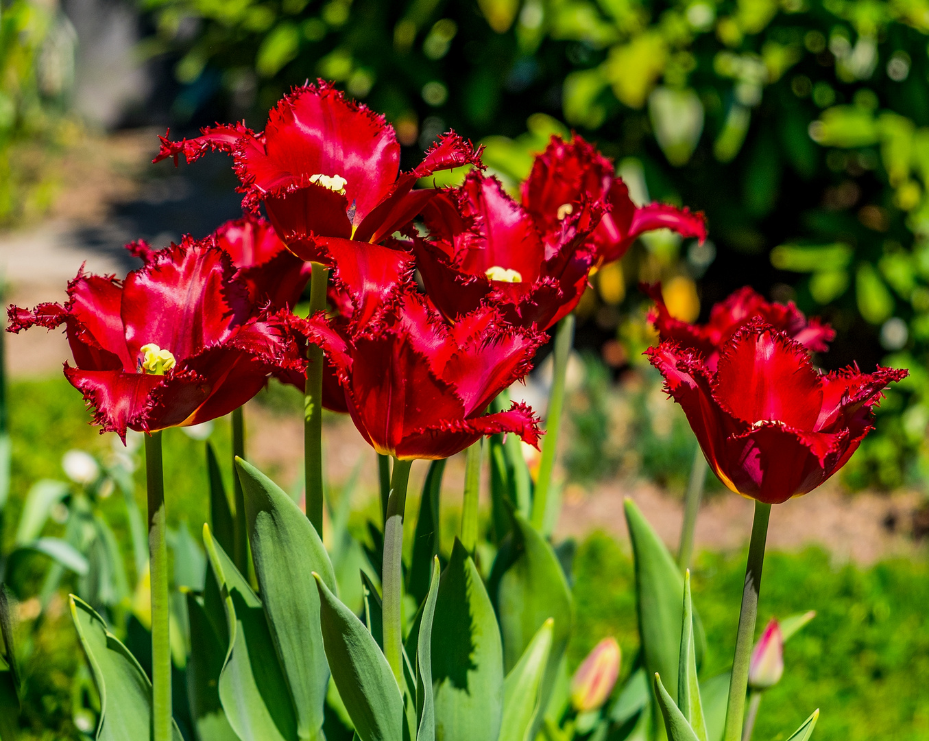 Tulpen in Nachbars Garten