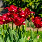 Tulpen in Nachbars Garten