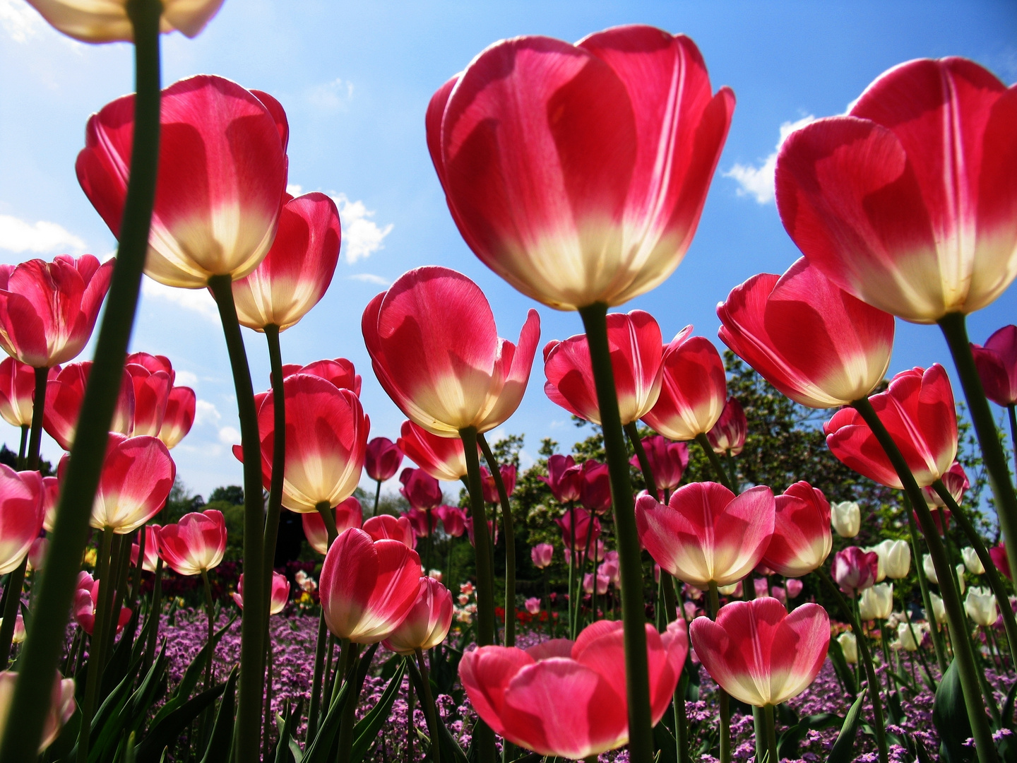 Tulpen in Nachbar's Garten