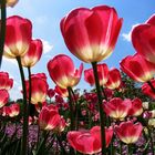 Tulpen in Nachbar's Garten