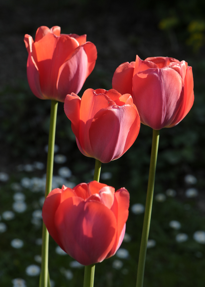Tulpen in Omas Garten 3