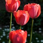 Tulpen in Omas Garten 3