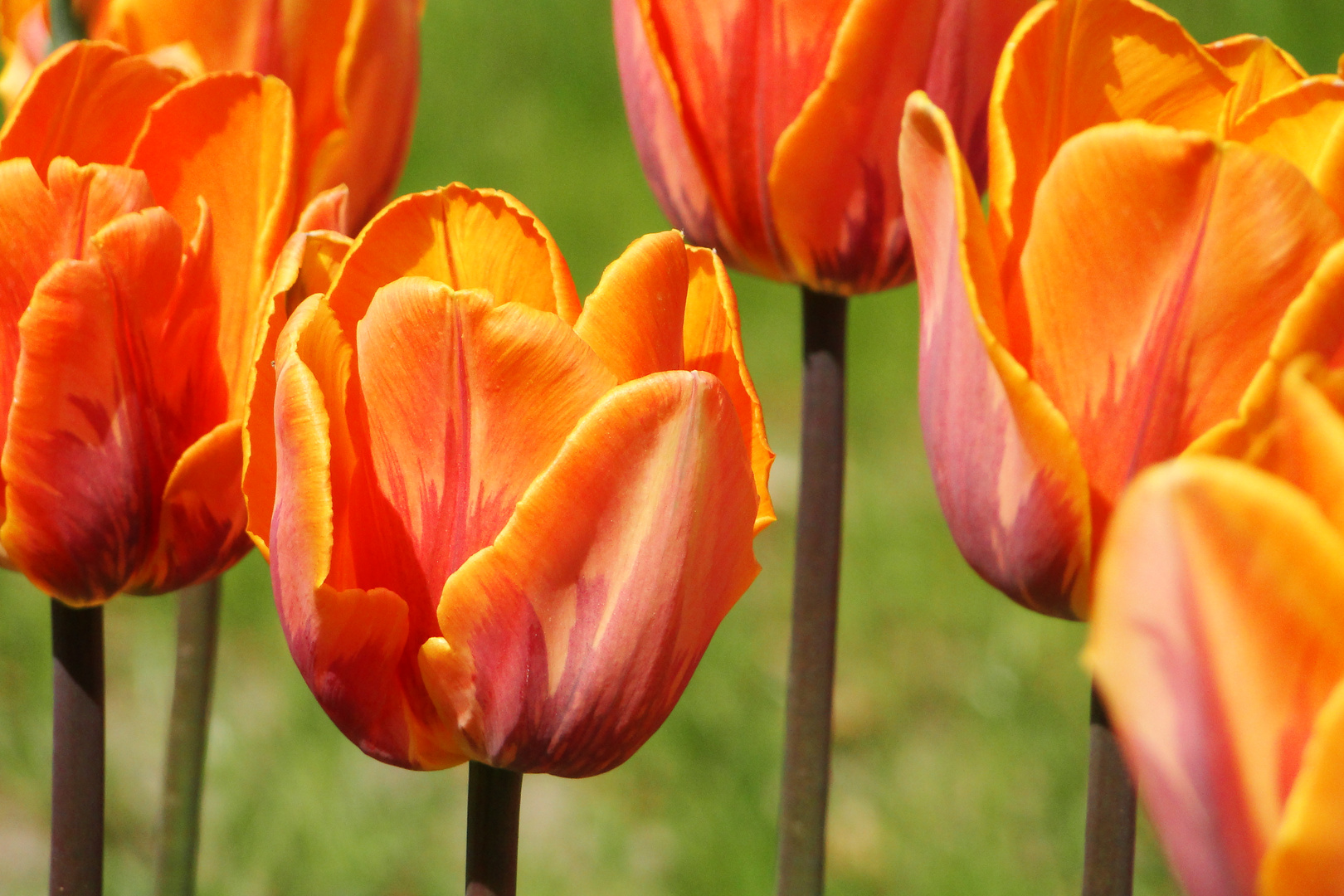 Tulpen in Orange