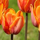 Tulpen in Orange