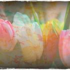 Tulpen in Pastel