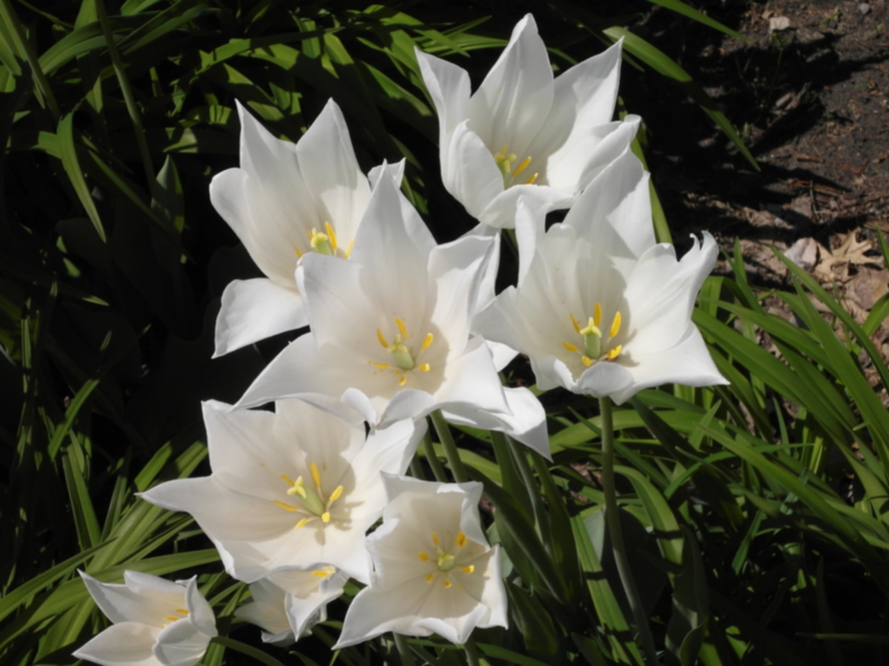 tulpen in pella