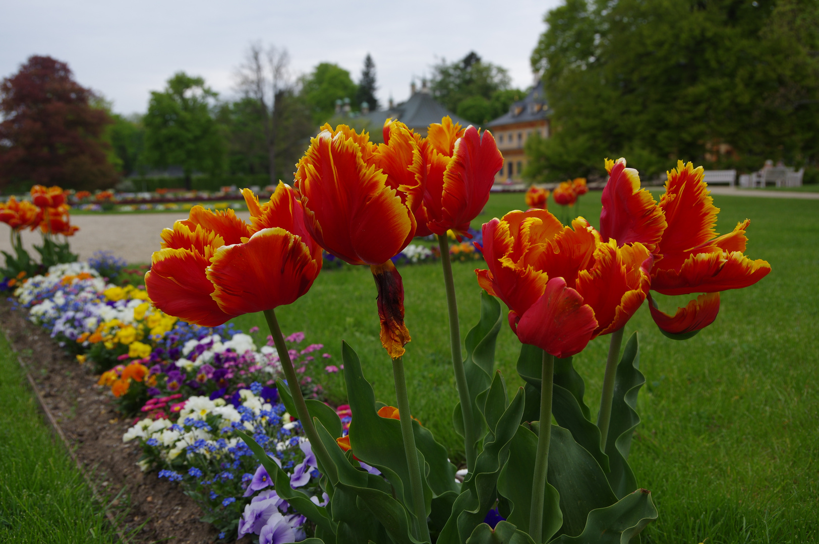 Tulpen in Pillnitz