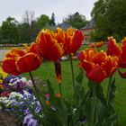 Tulpen in Pillnitz