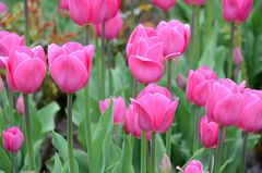 Tulpen in Pink