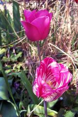 Tulpen in Pink