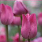 Tulpen in Pink