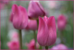 Tulpen in Pink