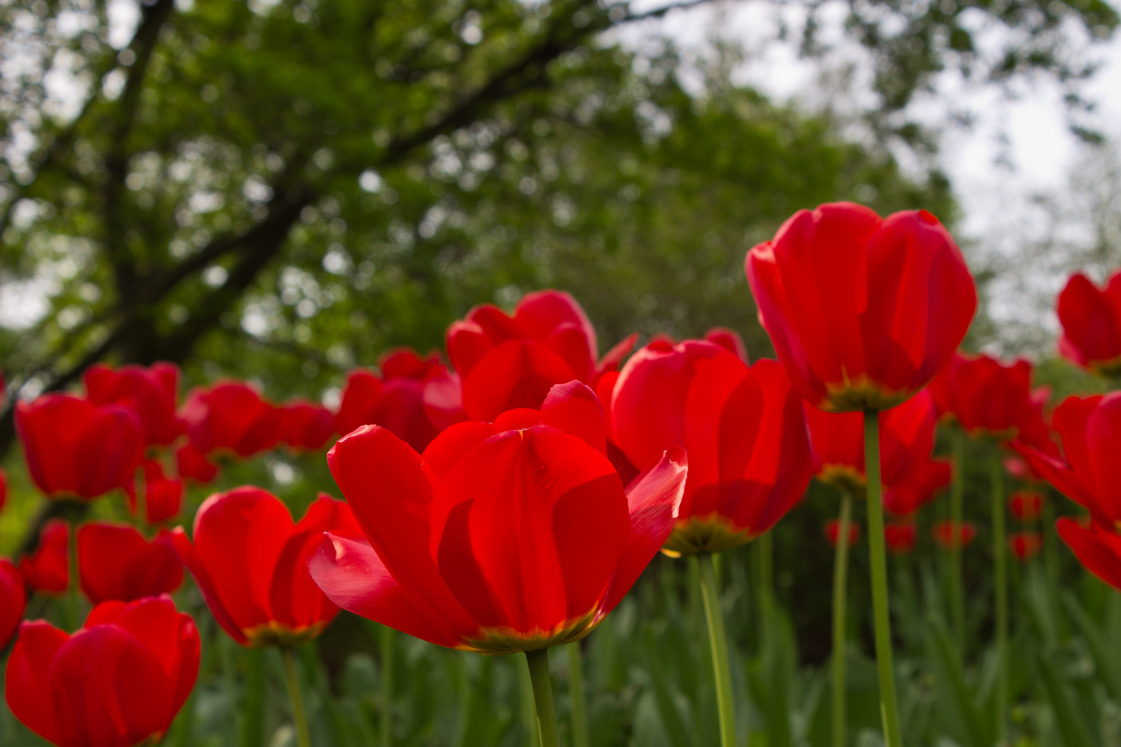 Tulpen in Planten & Blomen