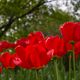 Tulpen in Planten & Blomen