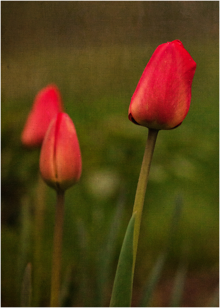 Tulpen in Red