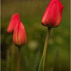 Tulpen in Red