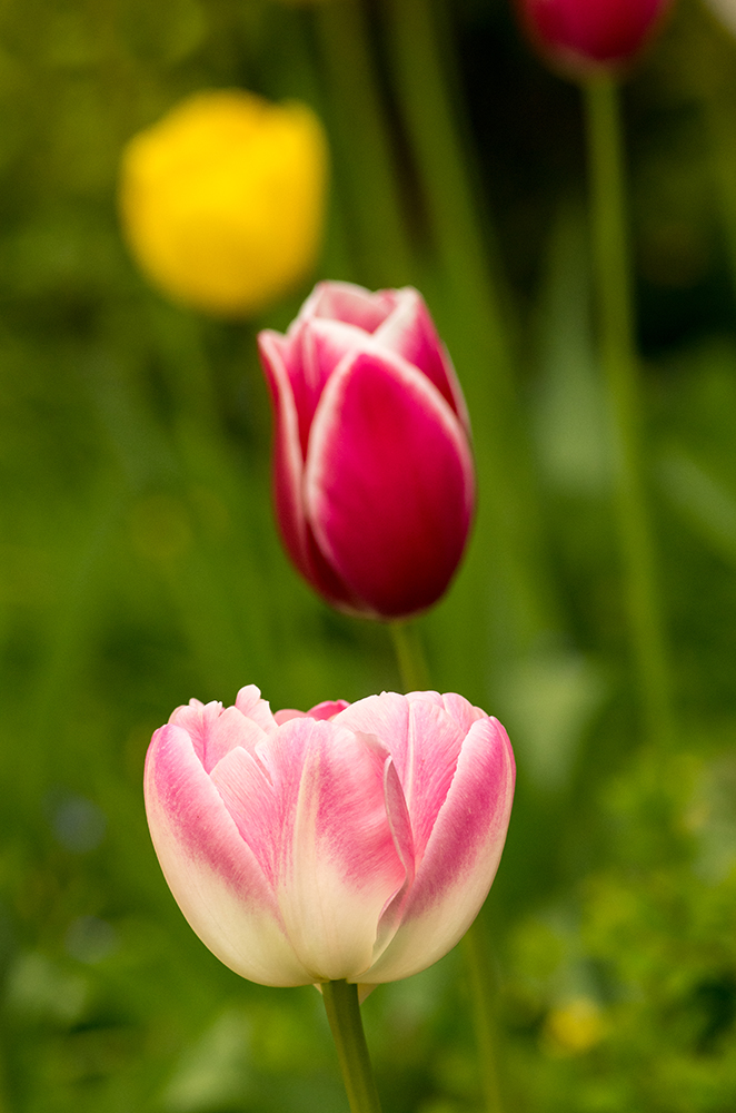 Tulpen in Reihe