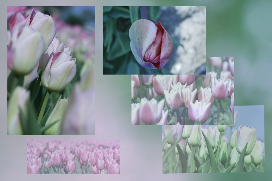 Tulpen in romantischen Farben.