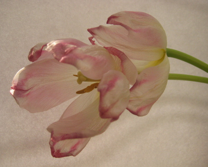 Tulpen in Rosa 1