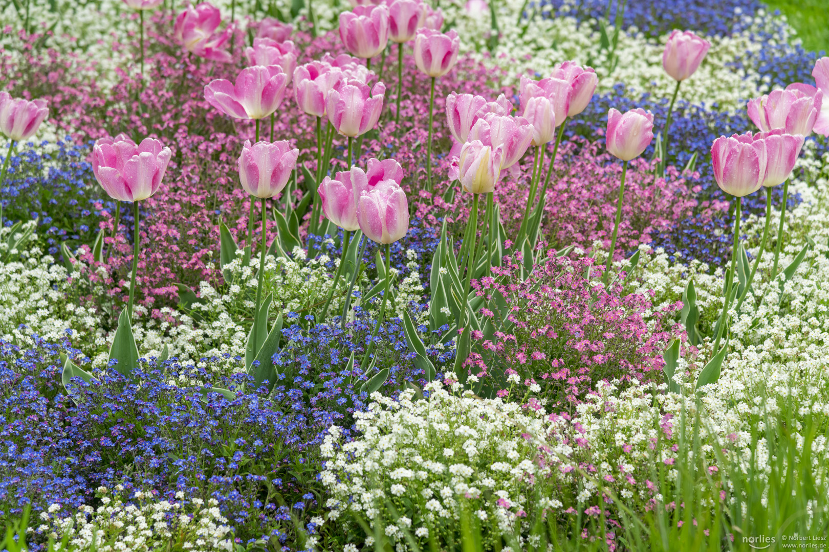 Tulpen in rosa