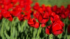 Tulpen in rot 1