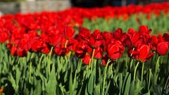 Tulpen in rot 2