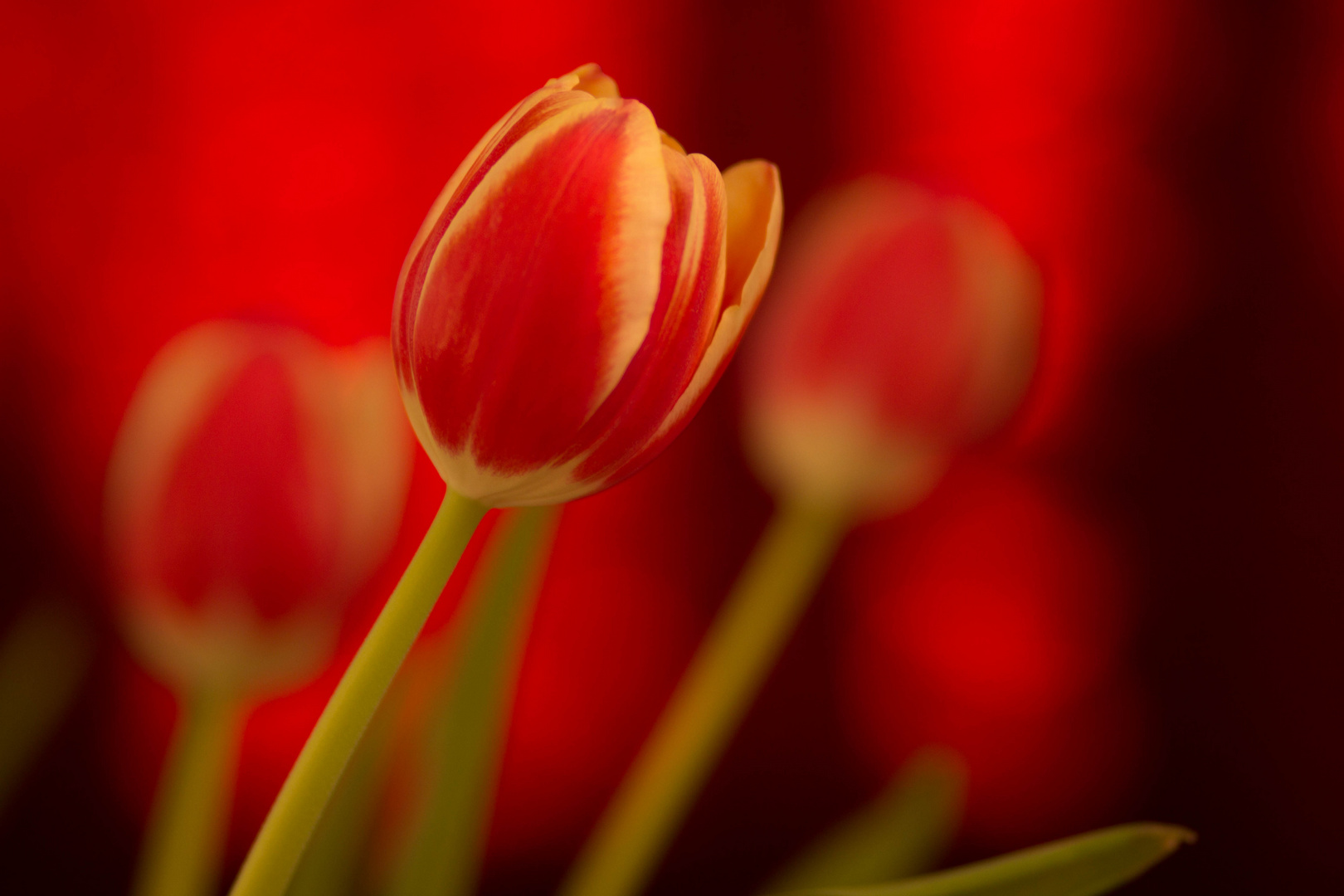 Tulpen in rot