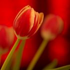 Tulpen in rot