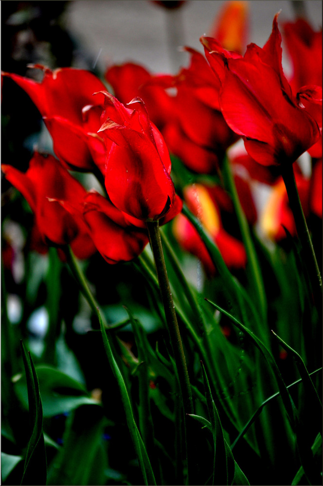 TULPEN IN ROT