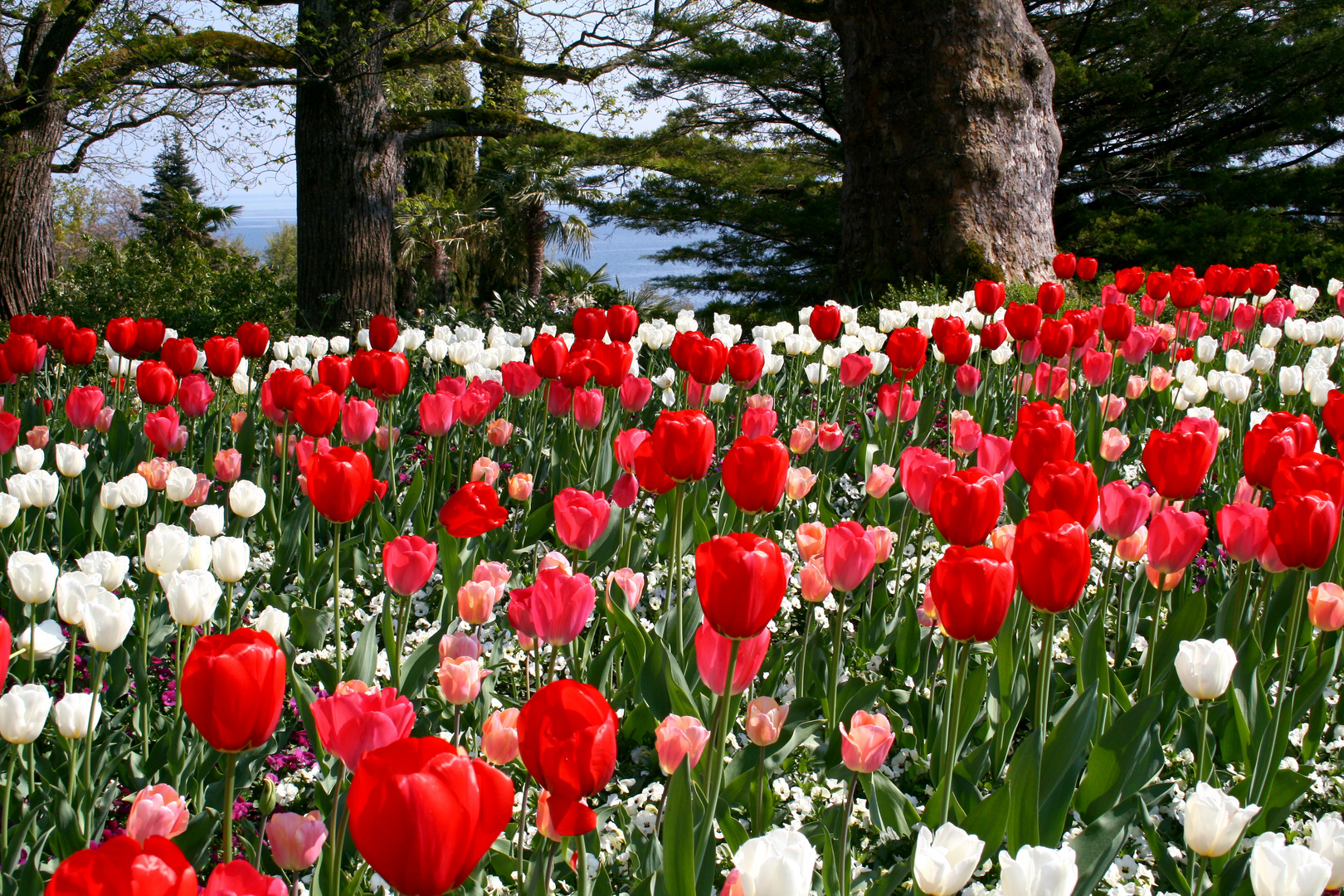 Tulpen in rot und weiß