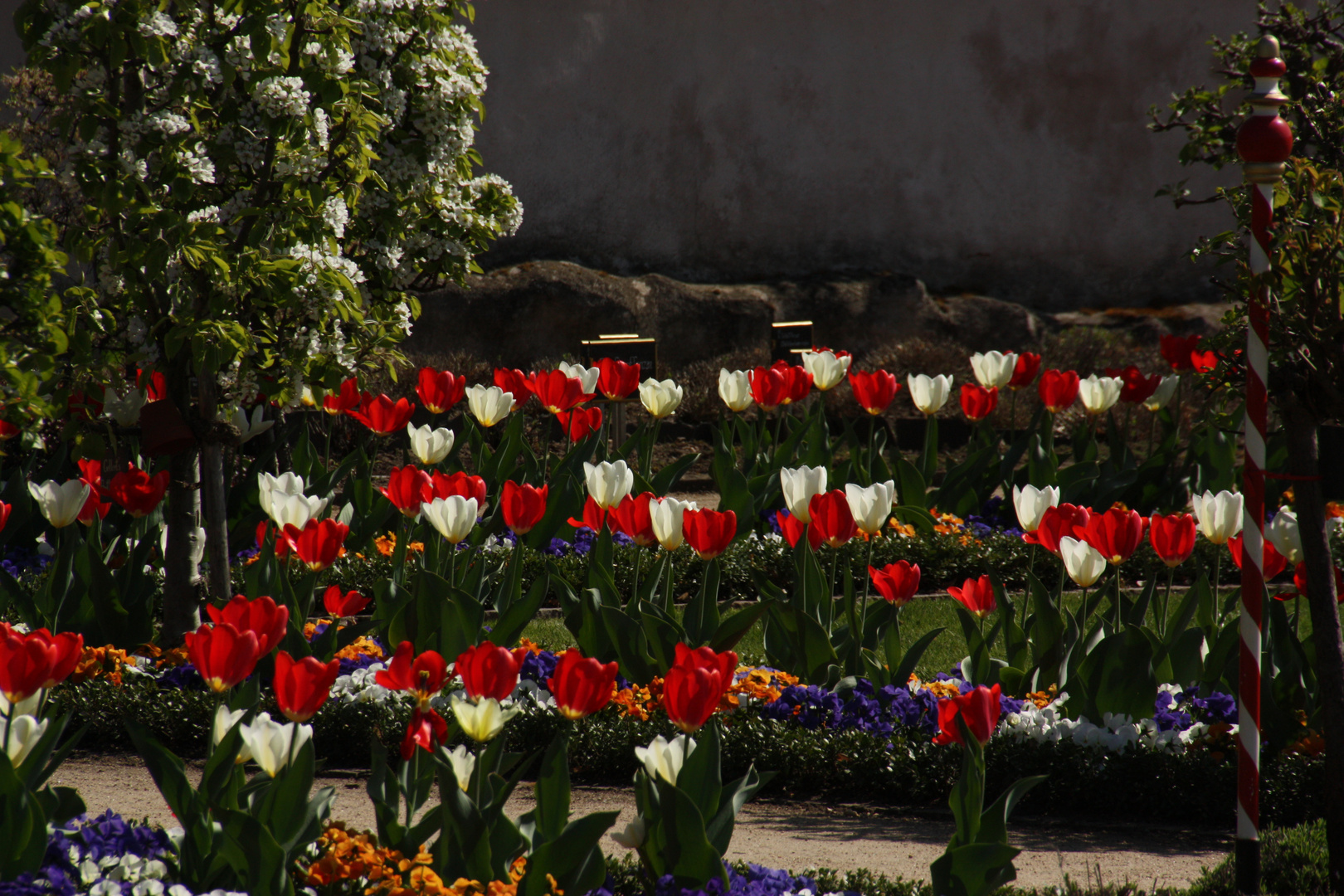 Tulpen in rot und weiß...die Farben von Hessen und Franken