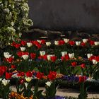 Tulpen in rot und weiß...die Farben von Hessen und Franken